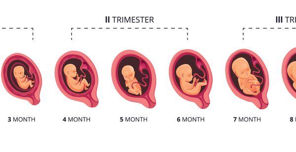 hamilelikte trimester