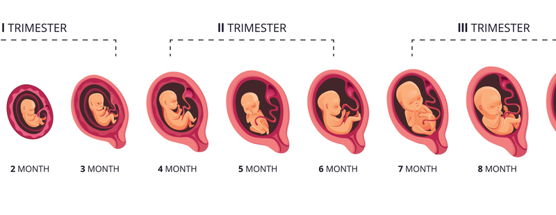 hamilelikte trimester